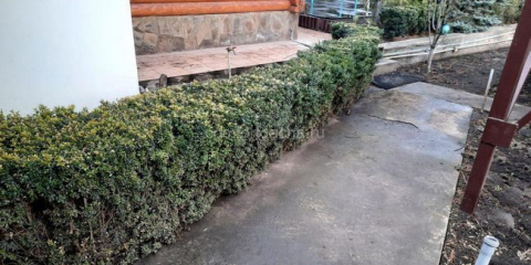 Zimostráz - výsadba a péče o rostlinu v letní chatě