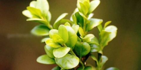 Zimostráz: 120 nejlepších fotografií odrůd a odrůd. Tipy pro přistání. Pravidla pro péči, napájení, krmení, dělení. Běžné choroby zimostrázu