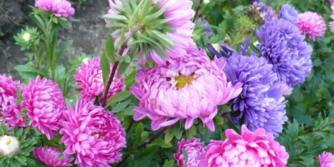 Nejlepší odrůdy astra s názvy, fotky a popisem