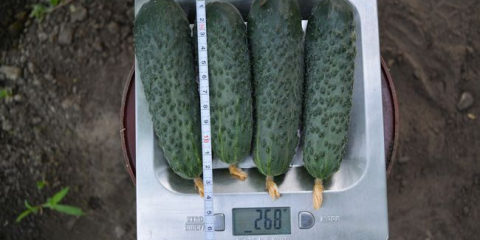 Nejlepším stupněm okurků po dobu 2022 roku: lahodné a výnosy pro otevřenou půdu, skleníky