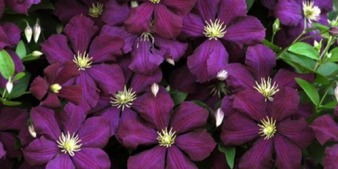 Nejnebezpečnější nemoci a škůdci clematis: účinná ochrana a boj