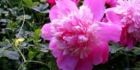 Sazenice květin - tipy pro výběr, přehled nejlepších možností pro sazenice pro zahradu a možnosti jejich použití v krajinářském designu (90 fotografií)