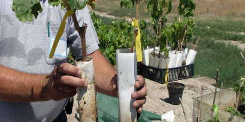 Sazenice hroznů - tváře technologie pěstování a hroznů (video + 125 fotek)