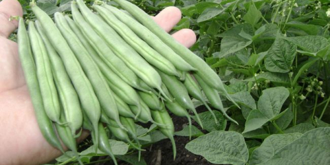 Sklizeň fazole v roce 2021