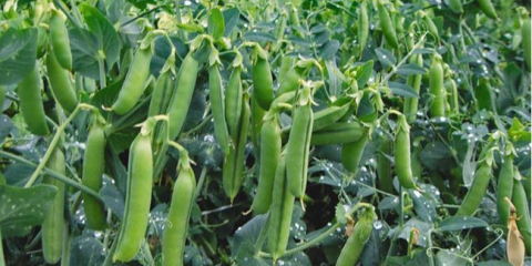 Sklizeň hrachu v roce 2021