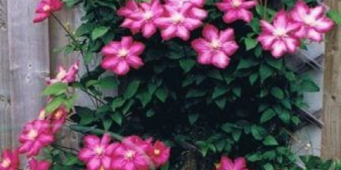 Tajemství a jemnosti pěstování plamének na uralu