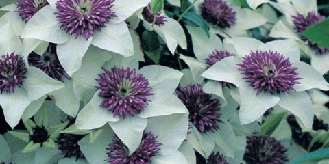 Tajemství luxusního kvetení plaménku