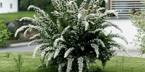 Šedá spirea: plánování zařízení, péče a použití v krajinném designu