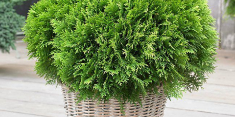 Sférické tui: různé odrůdy, přistání a zvláštnosti