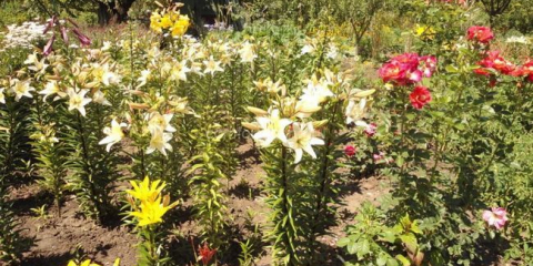 Schéma květinového záhonu - funkce plánování květinové zahrady pro letní chatu