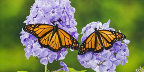 Shilovoid flox (60+ fotky v oblasti krajiny): popis odrůd, přistání, péče, pěstování a reprodukce