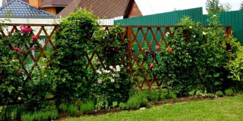 Mřížovina a pergola - dekorativní podpěry pro popínavé rostliny