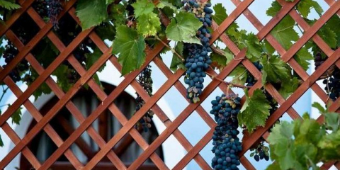 Tapiserie - podrobný popis výběru základních prvků a jejich aplikace (130 fotografií a videí)