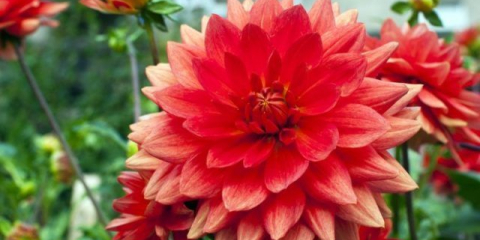 Odrůdy jiřin s obrovskými a elegantními květy