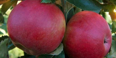 Odrůdy apple: principy výběru odrůd, popisu a charakteristik populárního druhu. Léto, podzimní a zimní jablka, jejich rozdíly