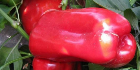 Odrůdy pepře - seznam nejlepších odrůd pepře s úplným popisem. Pomoc při výběru druhu pro přistání, charakteristické rysy
