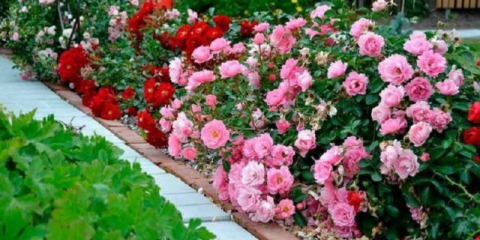 Odrůdy půdních růží kvetou po celém létě - sen o jakémkoli zahradníkovi