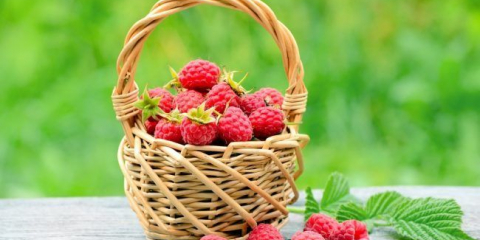 Odrůdy remontantních malin: vlastnosti výsadby, správná péče a rady od zahradníků