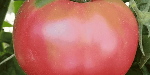 Odrůdy rajčat: popis oblíbených odrůd rajčat, charakteristické vlastnosti. Recenze nejchutnějších a nejplodnějších druhů