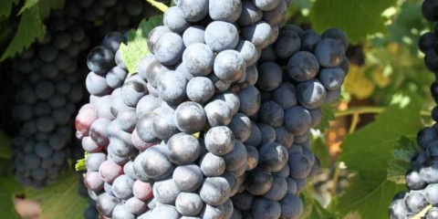 Hroznů ?: charakteristika brzy, pozdní, hroznové odrůdy. Rozlišovací prvky, tipy při výběru a použití