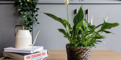 Spathiphyllum: domácí péče, odrůdy, transplantace
