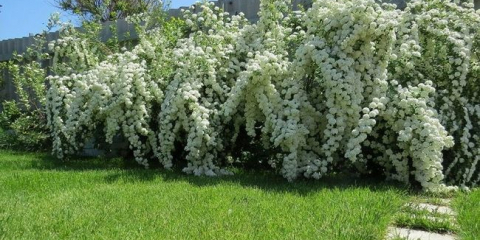 Spirea - okrasný keř na vašem webu!