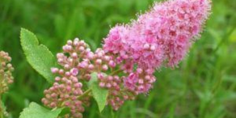 Vrba spirea: popis, výsadba a péče, prořezávání