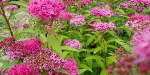 Spirea - výsadba a péče na otevřeném poli. Doporučení pro péči a reprodukci, dekorativní vlastnosti spirea (foto + video)