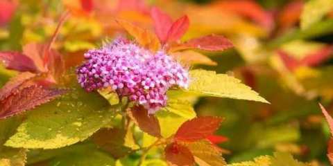 Spirea: top 160 fotografií odrůd. Popis odrůd a druhů. Vlastnosti výsadby a pěstování keře v otevřené půdě. Video návod na péči od zahradníků