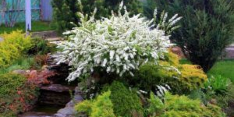 Spiraea v krajinném designu letní chaty: možné kompozice