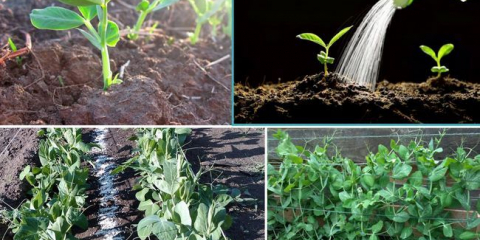 Data setí a pěstování hrachu v 2022: pěstování a péče