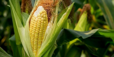 Termíny setí a výsadby kukuřice v roce 2022: plnohodnotné pěstování a péče