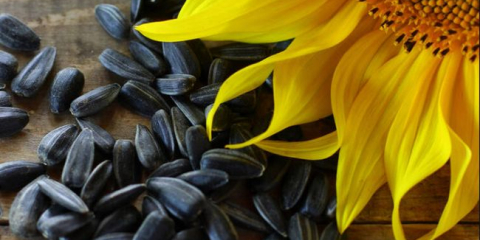 Výsev a výsadba slunečnicových termínů v roce 2022: kompletní péče