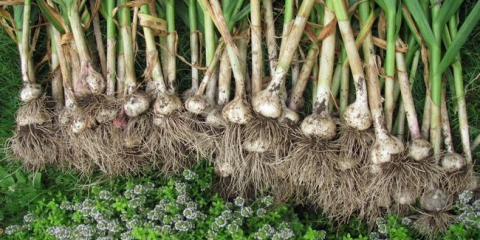 Podmínky čištění česneku pro skladování v roce 2021