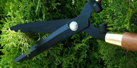 Ořezávání keřů - 145 fotografií a video popis, jak udělat kudrnatý účes. Moderní nápady a možnosti