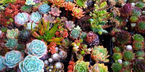 Sukulenty (50 fotek): nádherné rostliny zvyklé na sucho