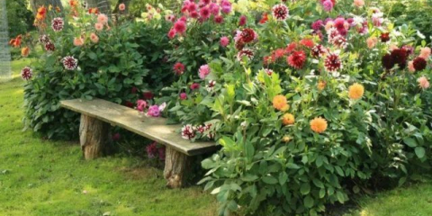 Top 20 nejlepších odrůd dahlia-jednorázový zaslouží