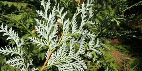 Thuja - popis a odrůdy túje. Vlastnosti rozmnožování a opylování. Foto a video návod na pěstování a péči o túje na zahradě od zahradníků