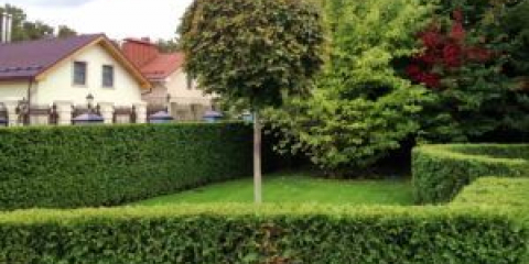 Tuya - typy a odrůdy pro krajinářský design