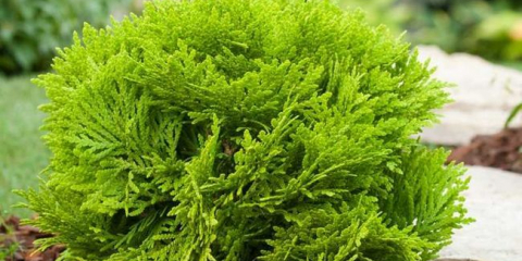 Západní thuja - popis, aplikace a tipy pro přistání a péči o zahradu a pozemek (145 fotek)