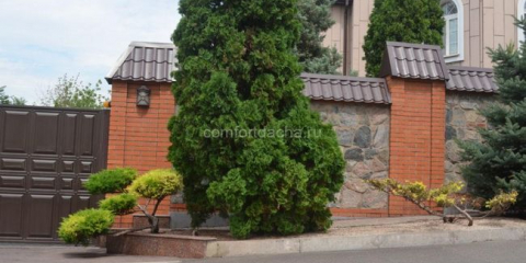 Thuja western - péče a pěstování stromu na zahradě