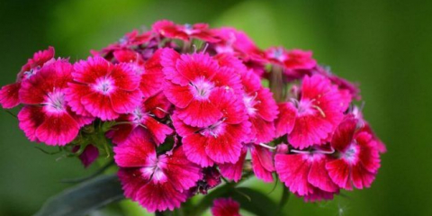 Turecká karafikace (60+ fotky barev): všechna tajemství přistání, péče a ochrany proti škůdcům