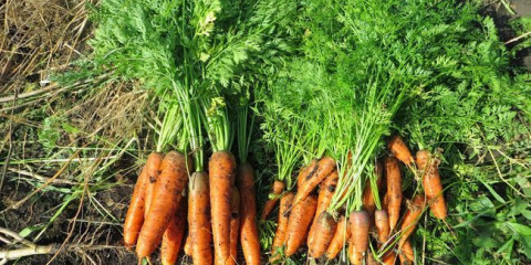Sklizeň mrkve na uskladnění ze zahrady v roce 2021