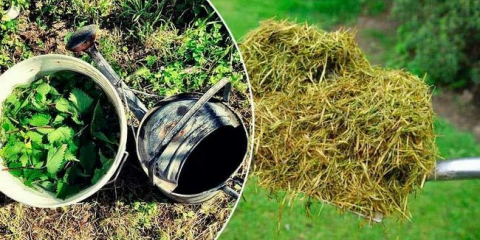 Hnojivo z trávy a plevele v barelu. Jak vařit a aplikovat byliny krmení pro zeleninu