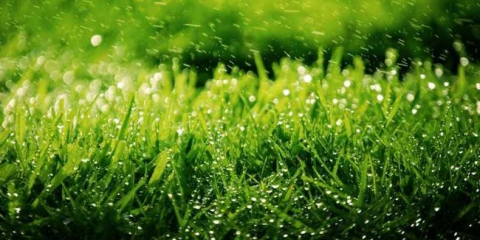 Péče o trávník - praktické metody aplikací a metody pro registraci s pomocí trávníku (115 fotek a popis videa)