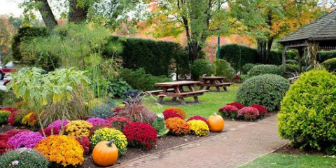Péče o chryzantémy v zahradě - volba místa k zemi na pozemku