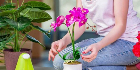 Péče o orchidej doma - odrůdy orchidejí, rysy transplantace a péče, doporučení pro údržbu doma