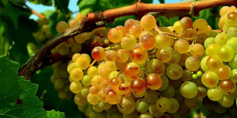 Péče o hrozny v roce 2022 v měsících: kalendář, jak se starat