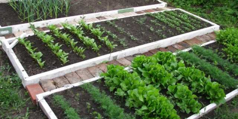 Inteligentní zeleninová zahrada nebo lůžka pro líné letní domy: domácí, video