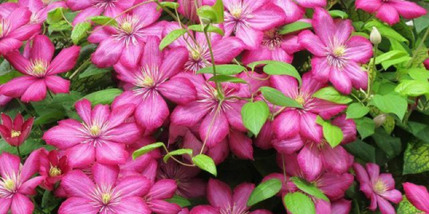 Úspěšné pěstování plamének na chladné sibiři